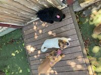 Cottages - Hallam Park Pet Resort