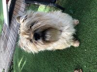 Cottages - Hallam Park Pet Resort