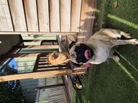 Cottages - Hallam Park Pet Resort