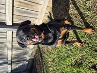 Kennel - Hallam Park Pet Resort