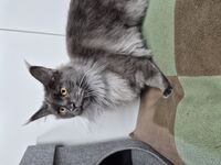 Cattery - Hallam Park Pet Resort