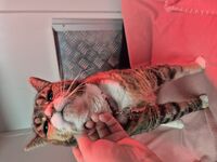 Cattery - Hallam Park Pet Resort