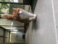 Cattery - Hallam Park Pet Resort