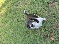 Kennel - Hallam Park Pet Resort