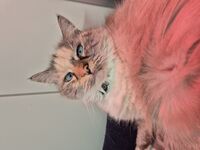 Cattery - Hallam Park Pet Resort