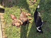 Kennel - Hallam Park Pet Resort