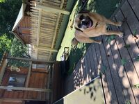 Cottages - Hallam Park Pet Resort