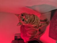 Cattery - Hallam Park Pet Resort