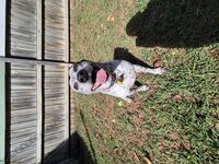 Kennel - Hallam Park Pet Resort