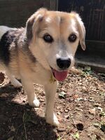 Kennel - Hallam Park Pet Resort