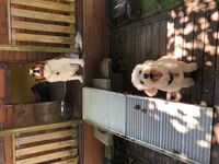 Cottages - Hallam Park Pet Resort