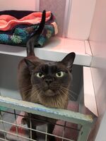 Cattery - Hallam Park Pet Resort