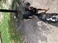 Daycare - Hallam Park Pet Resort