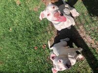 Kennel - Hallam Park Pet Resort