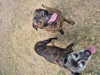 Kennel - Hallam Park Pet Resort