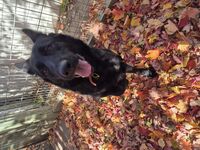 Kennel - Hallam Park Pet Resort