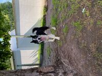 Kennel - Hallam Park Pet Resort