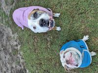 Kennel - Hallam Park Pet Resort