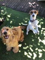 Cottages - Hallam Park Pet Resort