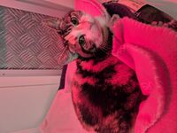 Cattery - Hallam Park Pet Resort