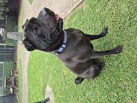 Kennel - Hallam Park Pet Resort