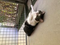 Cattery - Hallam Park Pet Resort