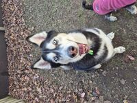 Kennel - Hallam Park Pet Resort