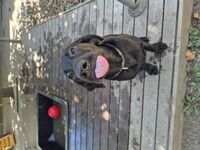 Daycare - Hallam Park Pet Resort