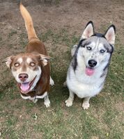 Kennel - Hallam Park Pet Resort