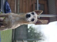 Cottages - Hallam Park Pet Resort