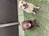 Kennel - Hallam Park Pet Resort