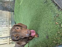 Cottages - Hallam Park Pet Resort