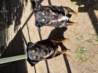 Kennel - Hallam Park Pet Resort