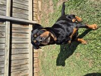 Kennel - Hallam Park Pet Resort