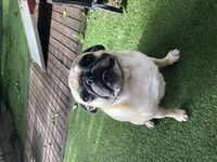 Cottages - Hallam Park Pet Resort