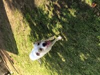 Kennel - Hallam Park Pet Resort