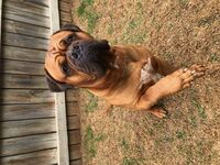 Kennel - Hallam Park Pet Resort