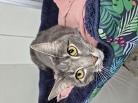 Cattery - Hallam Park Pet Resort