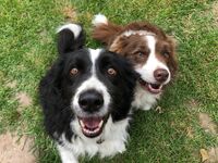 Kennel - Hallam Park Pet Resort