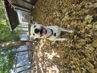 Kennel - Hallam Park Pet Resort