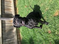 Kennel - Hallam Park Pet Resort