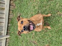 Kennel - Hallam Park Pet Resort