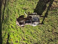 Kennel - Hallam Park Pet Resort