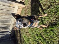 Kennel - Hallam Park Pet Resort