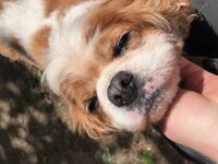 Kennel - Hallam Park Pet Resort