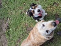 Kennel - Hallam Park Pet Resort