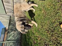 Kennel - Hallam Park Pet Resort